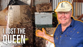 Catching a Swarm in my Shed: The Queen's Great Escape! | The Bush Bee Man