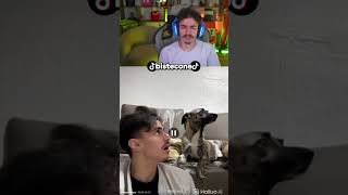 No cachorro naoooo #bistecone #tigrao