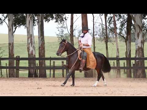 15 Imaginação dos Castanheiros