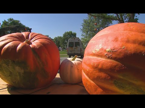 Great pumpkins take center stage at Lake Zurich's Jack-o-Lantern World - YouTube