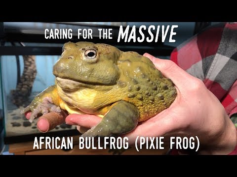 Setting Up a Truly GIANT Frog: Meet my New 7" AFRICAN BULLFROG!