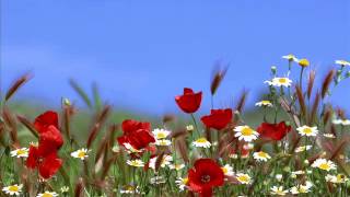 Beady Eye-Wind Up Dream