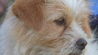 Stray dog runs to Tibet with Chinese cyclists