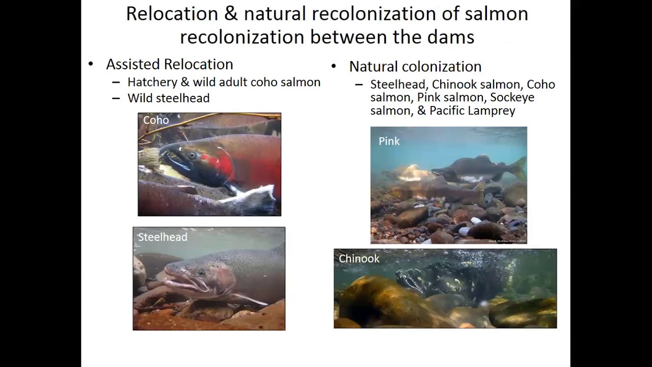 Ecosystem response to the removal of the Elwha River Dams - Pess