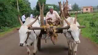 Ox Cart Travelling Only in Incredible India
