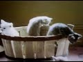 Sesame Street Kittens In A Basket Joe Raposo 1972