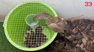 Electric mouse trap  Water rat trap \ Mouse traps with plastic crates are extremely effective