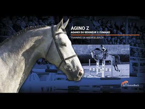 Agino Z, Aganix du Seigneur x Cumano