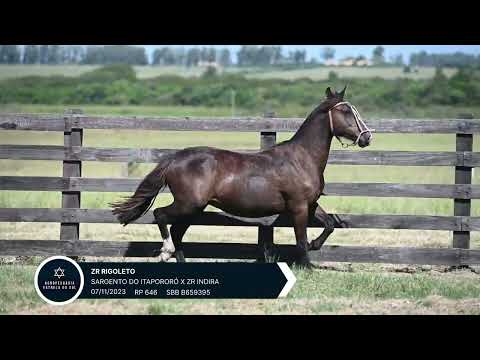 LOTE - 21 ZR RIGOLETO RP 646