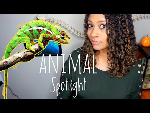 <h1 class=title>Animal Spotlight - Panther Chameleon</h1>