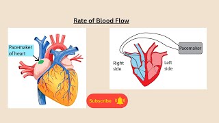 Rate of Blood Flow for AQA GCSE Biology and Combined Science