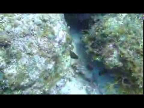 Подводный мир Доминиканы. Атлантический 