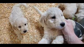 Video preview image #2 Goldendoodle Puppy For Sale in CEDAR GAP, MO, USA