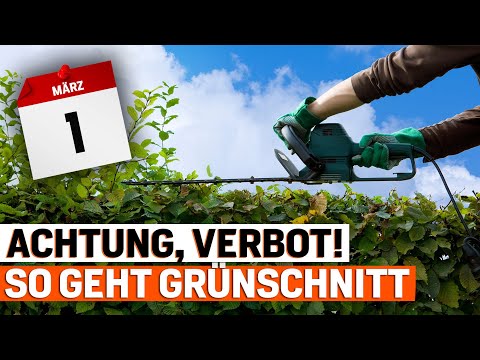 Hecke schneiden verboten? 10.000 Euro Strafe ab März. Was ist im Frühling noch erlaubt?