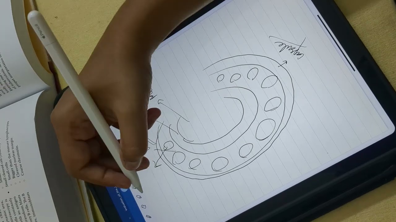 Normal basic anatomy of lymphnode. 