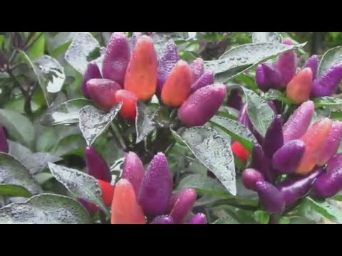 Explosive Ember Pepper Growing From Seedling Through The Summer