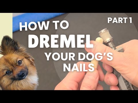 How to Dremel your Dog's Nails Part 1