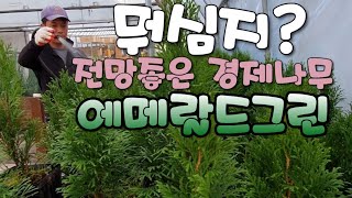 에메랄드그린나무(수익 전망) 장점과 분양소식