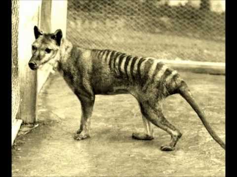Autumn Thylacine Sighting (Song) by The Sewing Circle