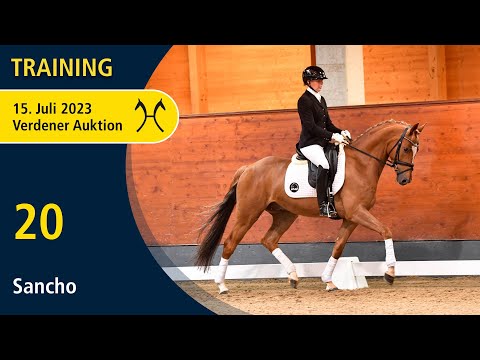 Verden Auction Online - Training - July, 15th - No. 20 Sancho by Sarotti Mokka  Sahne - Dauphin