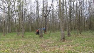 Felling Old Dead Tree