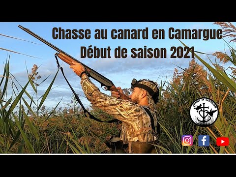 Chasse au canard en Camargue - Début de saison 2021
