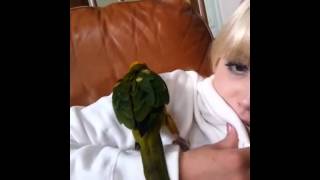 Retarded Sun Conure