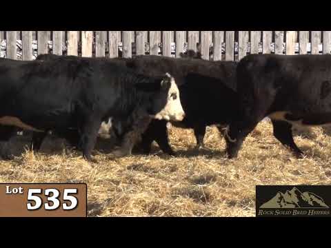 Lot 535 - Rock Solid 2019.mp4