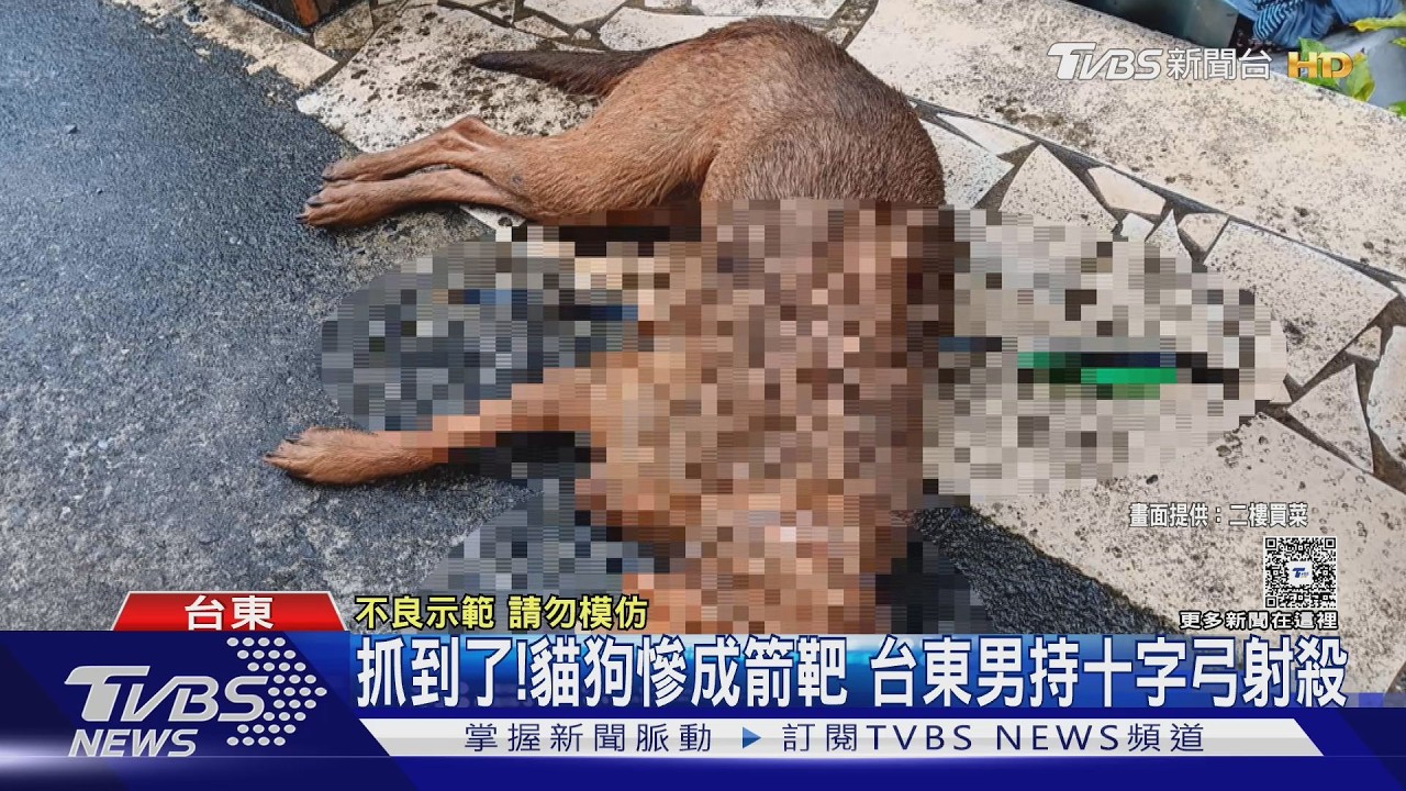 影音/控浪浪翻垃圾闖宅偷吃!持十字弓射殺 惡男辯「驅趕」