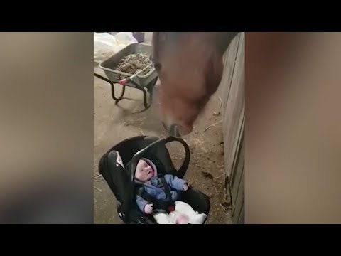 Das Pferd tröstet das arme Baby! Rührende Aufnahmen!