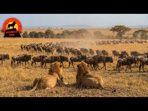 JORNADA DO SERENGETI | As Batalhas pela Vida na Grande Migração #animaisselvagens | Natureza Vida