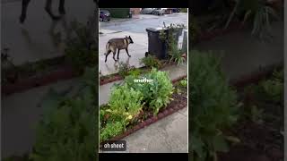 Why You Should Never Pet a Stray Dog’s Head