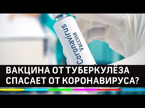 Вакцина от туберкулёза спасёт от коронавируса?