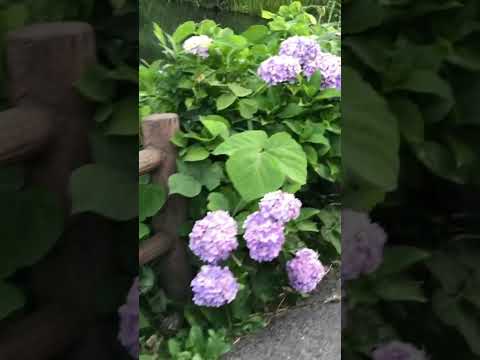 重く湿った土壌の池の周りに植える多年草は何ですか