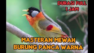 Download lagu MASTERAN MEWAH BURUNG PANCA WARNA...durasi full 1 jam mp3