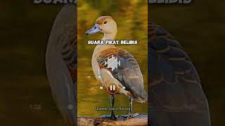 Download lagu Suara Pikat Belibis Ampuh..😱‼️#belibis #shorts mp3