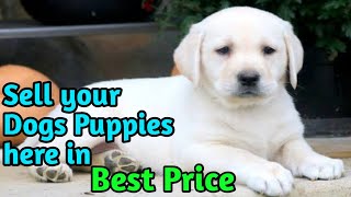 Sell your puppies here in Best Prices - Dogs Biography