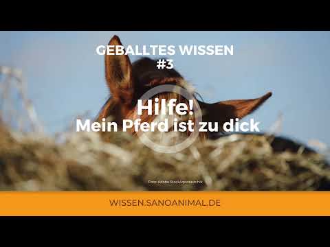 GEBALLTES WISSEN #3 Hilfe! Mein Pferd ist zu dick