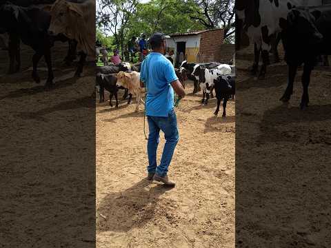 Feira de Gado de Quixaba-PE