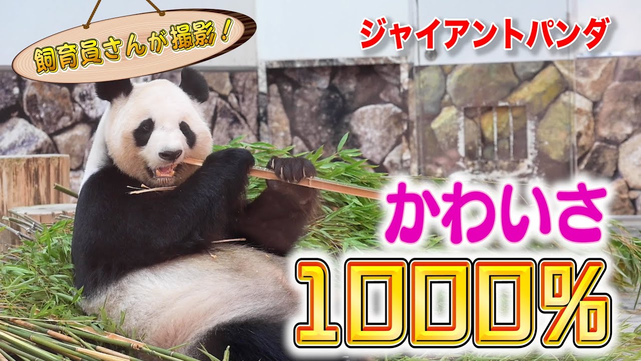 初心者必見！大人気パンダ４頭の見分け方大公開（Giant Panda）