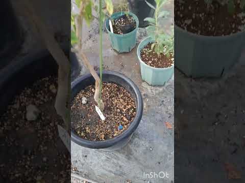 園芸 レモンイエローのハイビスカス