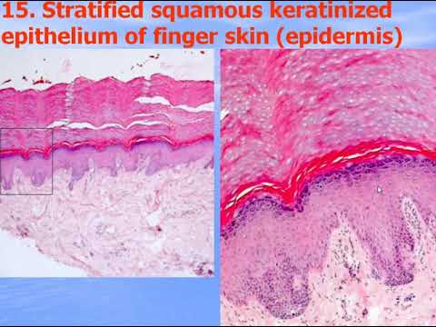 Histological preparations for the intermidiate Exam - 1  (33)