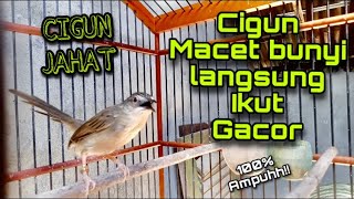Download lagu Pancingan CIBLEK GUNUNG NGEBREN Agar CIGUN MACET BUNYI Lagi, Dijamin Langsung Respon BREM mp3 Download lagu Pancingan CIBLEK GUNUNG NGEBREN Agar CIGUN MACET BUNYI Lagi, Dijamin Langsung Respon BREM mp3