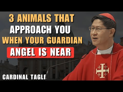 Guardian Angels Give Signs Through Animals — Cardinal Tagle Explains