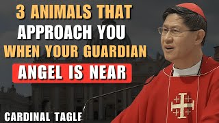 Download lagu Guardian Angels Give Signs Through Animals — Cardinal Tagle Explains mp3