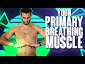 How to Treat, Massage, Stretch & Strengthen Your Diaphragm Muscle (breathing muscle)