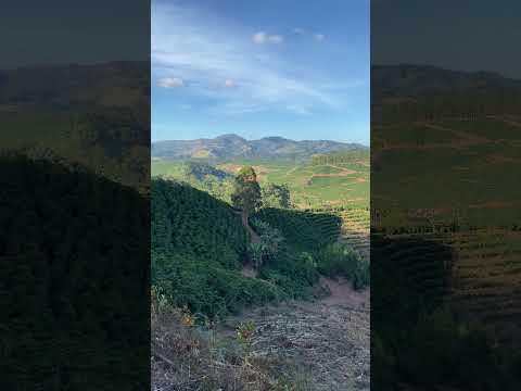 Plantação de café em São Domingos das Dores e São Sebastião do anta Minas Gerais
