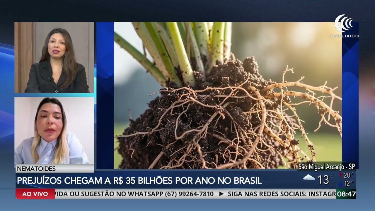 Prejuízos com os nematoides chegam a R$ 35 bilhões por ano no Brasil