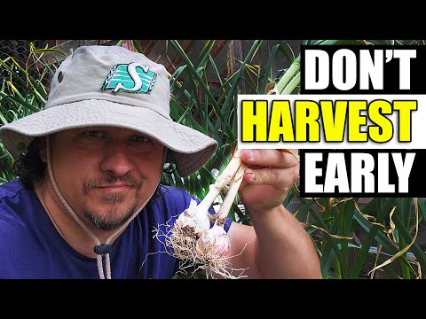 How To Grow Garlic Indoors Anytime Anywhere