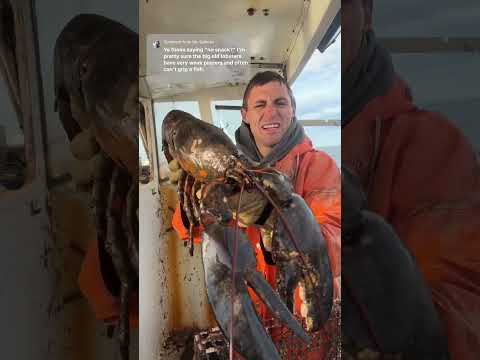 Big Maine lobster!